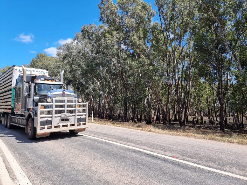 Cattle Hauler on Sturt Highway